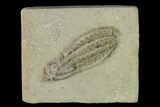 Fossil Crinoid (Histocrinus) - Crawfordsville, Indiana #150420-1